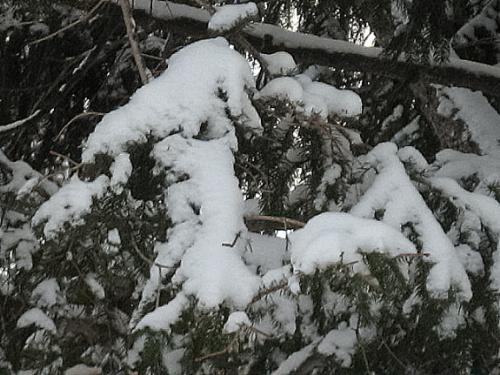 So nice looking - Squirrels hate the branches coated this heavily. HAHAHA!