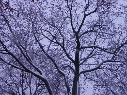 snow scene - a tree with snow