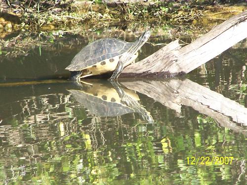 Gaters - Gaters in the Everglades