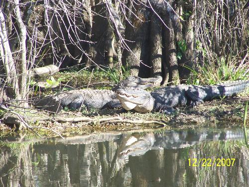 Gaters in the Everglades  - Gaters in the Everglades in Florida