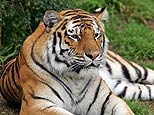 Tiger - Cute and cute