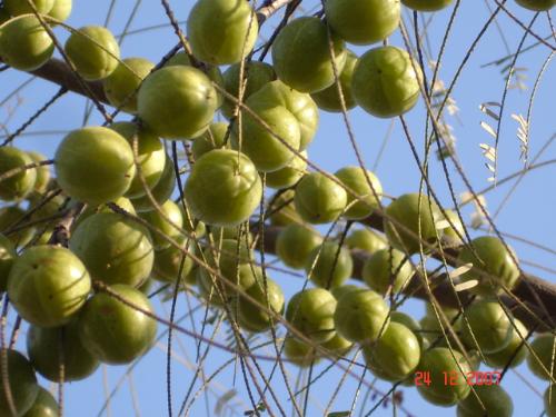 Beautiful Nature - An Amla tree branch full of fruits..