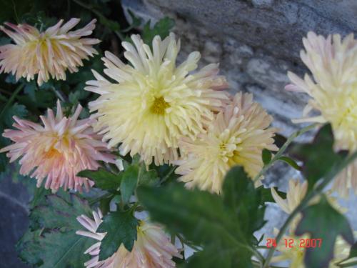 Flowers - Flowers from Kotdwar Kitchen Garden
