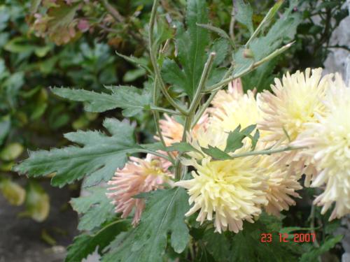 Flowers - Flowers from the kitchen garden