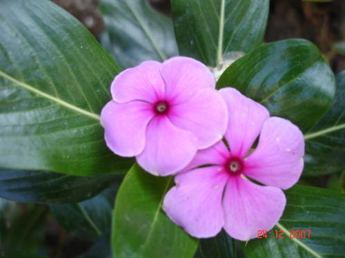 Flowers - Flowers from the kitchen garden at Kotdwar