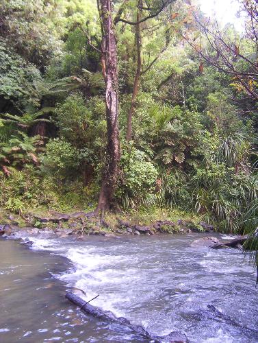 waterfall - The bottom of a waterfall secluded away in native bush aotearoa nz.