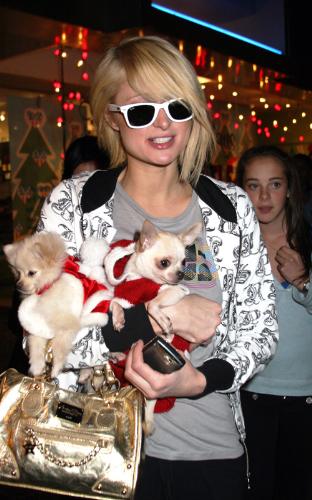 Dogs are NOT Fashion Accessories - Poor? Paris Hilton