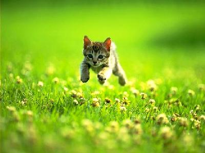 Cat - Cat