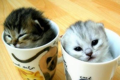 Cat 2 - Cat
