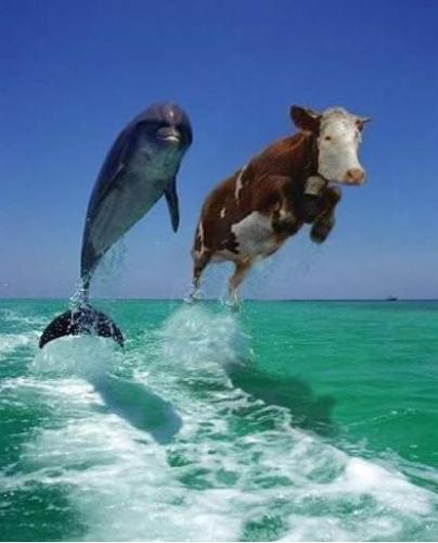 The ultimate Race: Dolphins vs. Cows - Who said that cows cant swim? That's pure nonsense. Cows knowadays are the ones who constantly challenge dolphins to 'bloody' races.