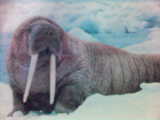 walrus - its a walrus a large flippered marine mammal they reside primarily in shallow oceanic shelf habitat.
