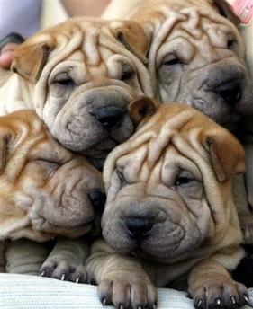 Dog - A picture of a whole bunch of bulldogs