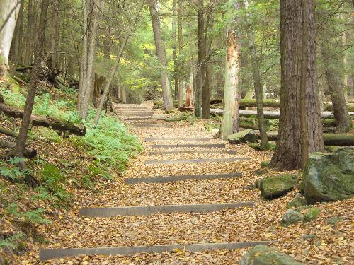 Longfellow Trail -  This is a view of the steps going up the path on Longfellow trail. It takes you deep into the old forest and the white pines.