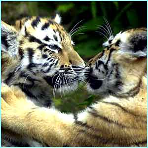 tiger - tiger i love tigers