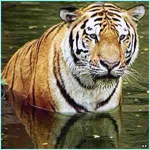 tiger - tiger i love tigers