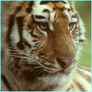 tiger - tigers is very beautifull