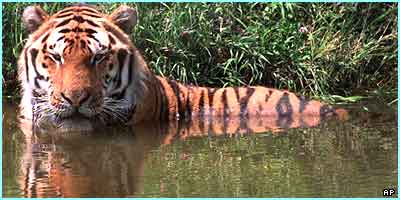 tiger - tigers is very beautefull