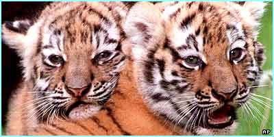 tiger - tigers is very beautefull
