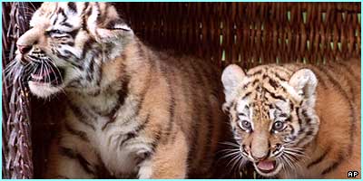 tiger - tigers is very bautefull