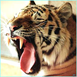 tiger - tigersis very beautefull