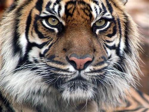tiger - tigersis very beautefull