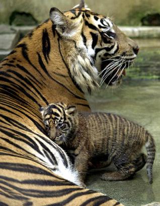 tiger - tigersis very beautefull