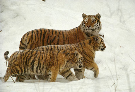 tiger - tigersis very beautefull