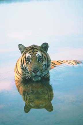 tiger - tigersis very beautefull