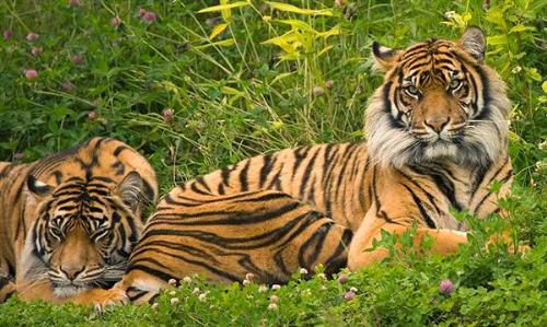 tigers - tigers r so beautefull