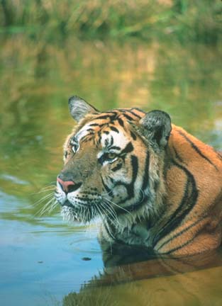 tiger - tigers r so beautefull