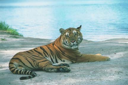 tiger - tigers r so beutefull