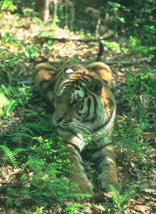 tiger - tigers r so beautefull