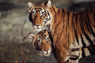 tiger - tigers r so beautefull