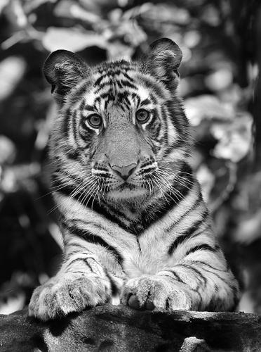tiger - tigers r so beautefull