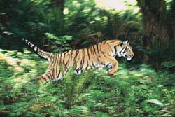 tiger - tigers r so beautefull
