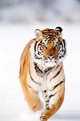 tiger - tigers r so beautefull