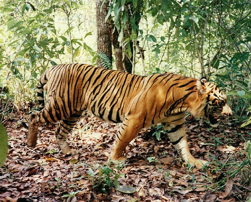 tiger - tigers r so beautefull