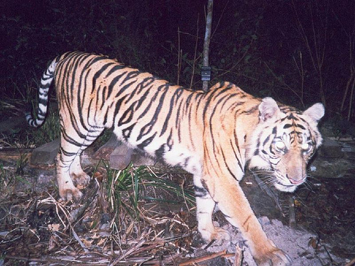 tiger - tigers r so beautefull