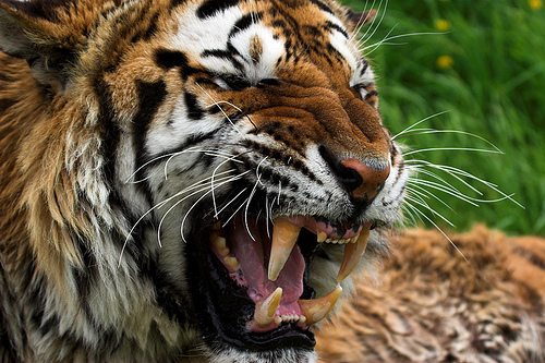 tiger - tigers r so beautefull