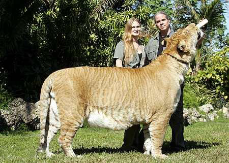 tiger - tigers r so beautefull