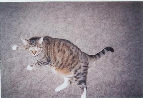 Bubba -  This is Bubba. He's 7 years old