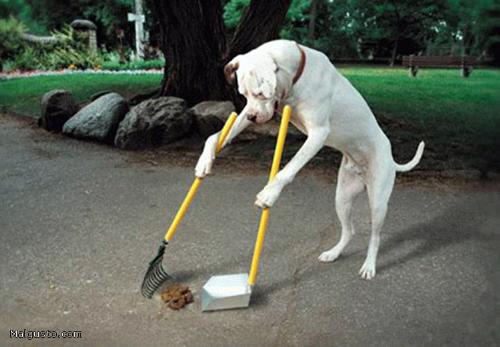 Smarty - Every dog lovers dream.