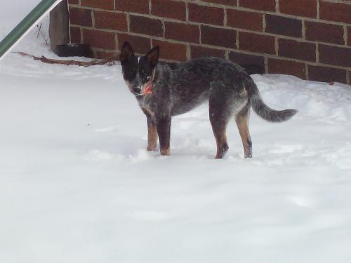 Skeeter - My Blue Heeler (Australian Cattle Dog) Skeeter playing in the snow December 28th, 2007
