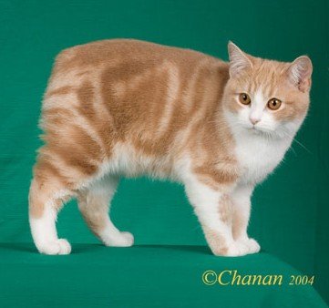 Manx Cat - Pretty kitty