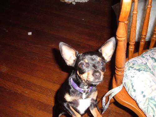 Do you have a Scooby Snack? - My doggy, Tyra.