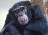 Ape - A close picture of an ape.