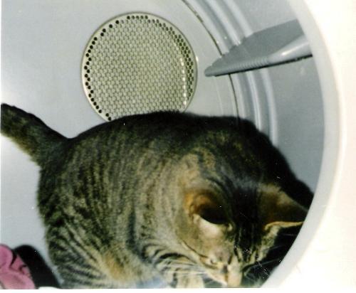 My cat in the Dryer - It&#039;s his favorite hangout lately which is weird.