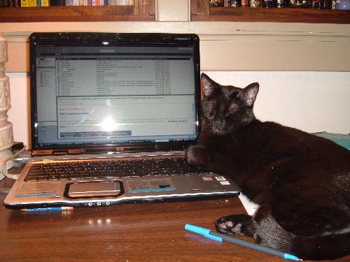 My cat Blackie playing on the computer. - My oldest cast like to lie on my desk while I'm working on the computer and he'll try to help out by pressing buttons with his paws. He also like to push my hand around when I am using the mouse.