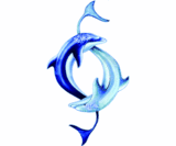dolphins - Dolphin