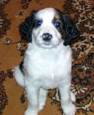 Adorable puppy - Look this adorable puppy! He is the main protagonist of my video.   You can watch it at  http://www.lulu.tv/?p=16636